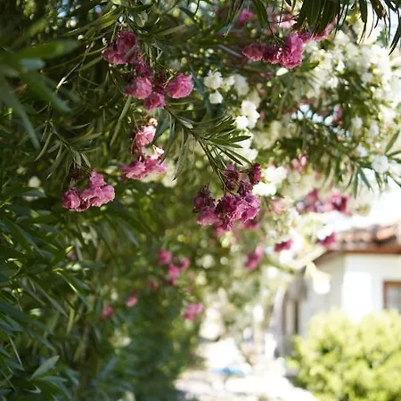 Dalyan Yunus 3* Muğla